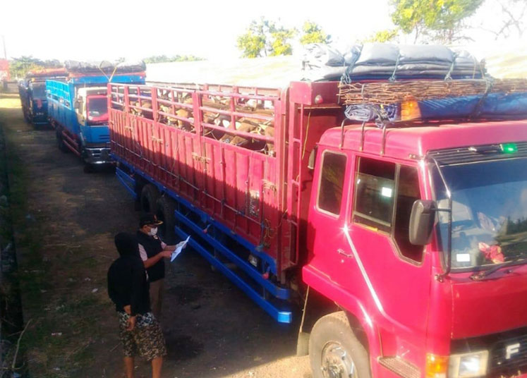 Ajaib! 31 Ekor Sapi Tangkapan Karantina Ketapang Lenyap Tak Berbekas