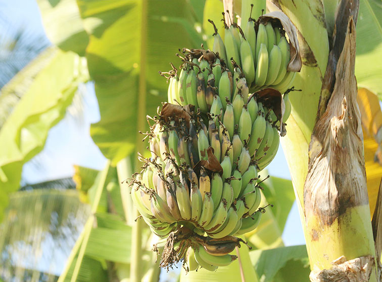 Virus Pseudomonas Solaracearum Serang Hektaran Kebun Pisang Di Karangasem Patrolipost