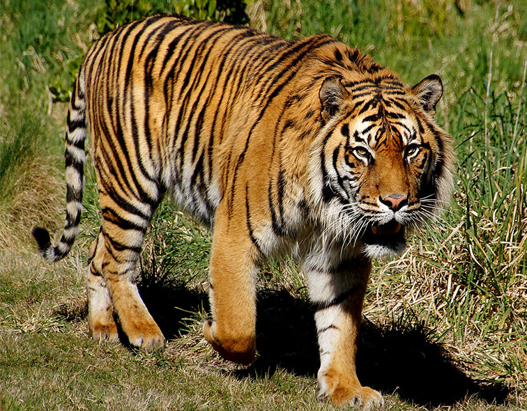 Lagi Harimau Terkam Warga di Muara Enim PATROLIPOST