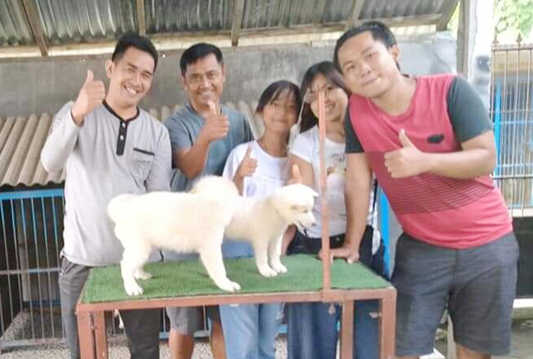 Permintaan Anak Anjing Kintamani Meningkat Di Saat Pandemi Covid