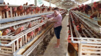 peternak ayam petelor di bangli