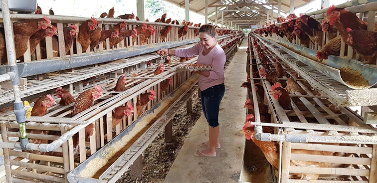 peternak ayam petelor di bangli