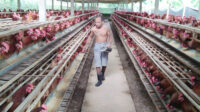 salah seorang peternak ayam petelor di kecamatan susut bangli