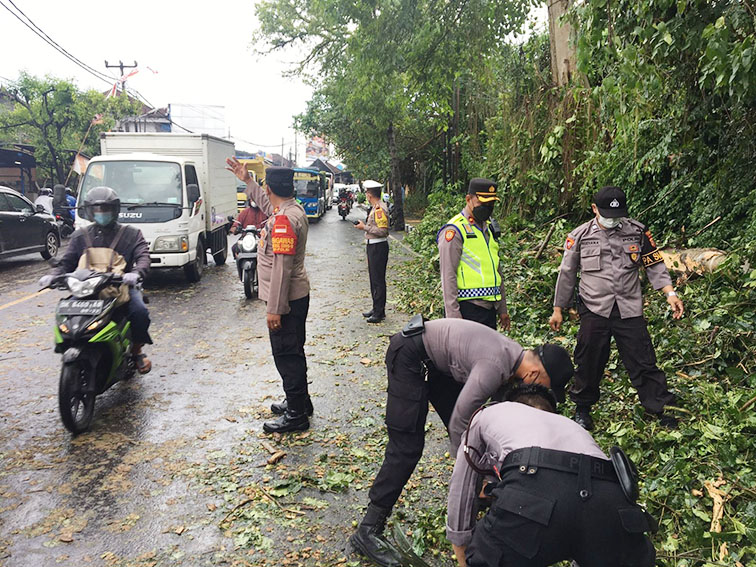 pohon tumbang