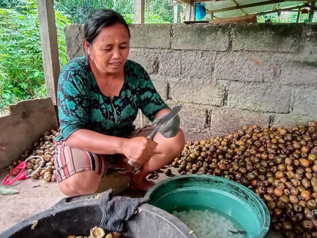 pengolahan buah kolang kaling yang berlokasi di banjar susut kaja, desa kecamatan susut, bangli.