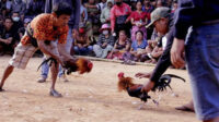 sabung ayam