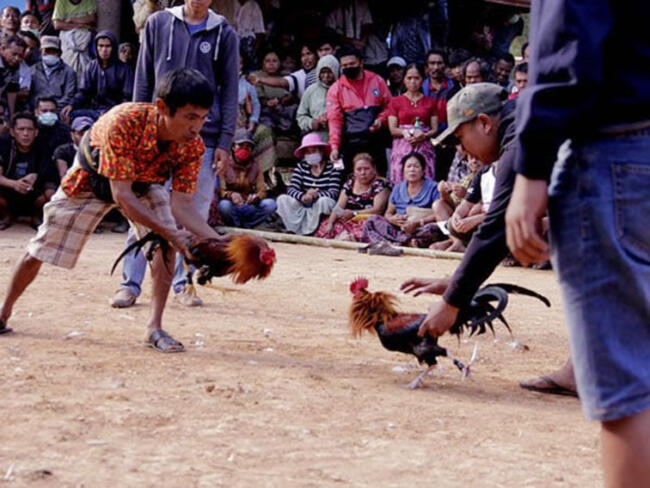 Sabung Ayam