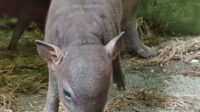 babirusa