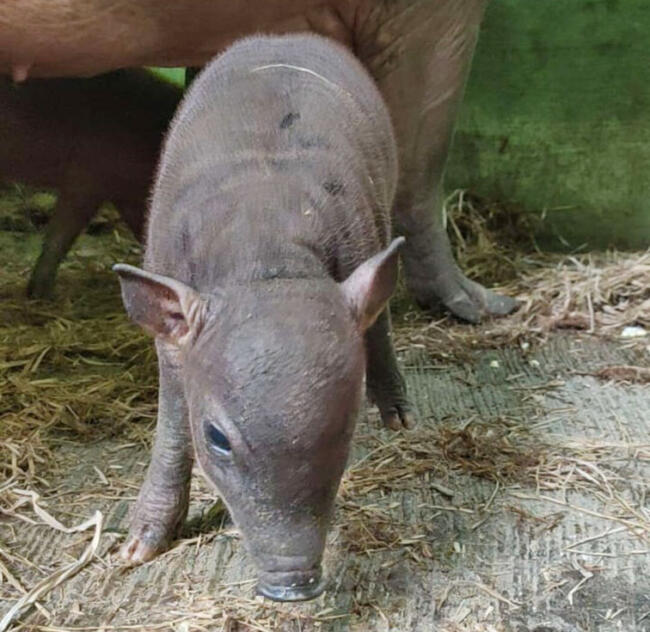 babirusa