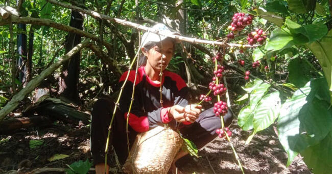 panen kopi