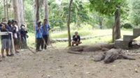 pulau komodo1