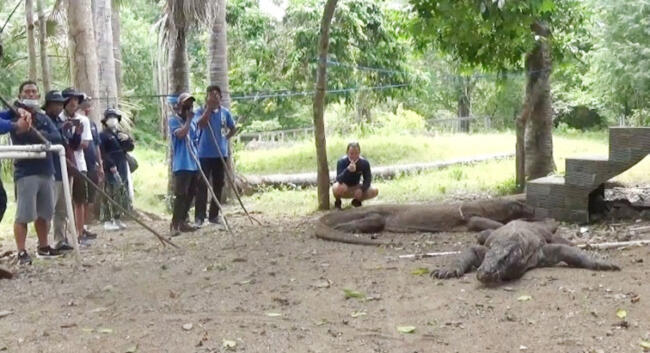 pulau komodo1