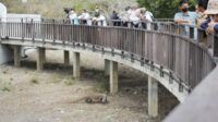 pulau komodo3