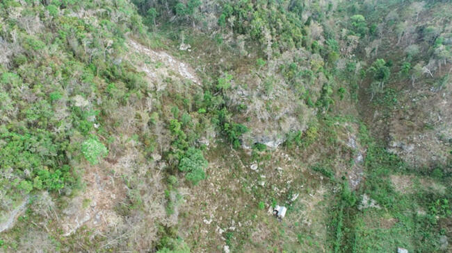 hutan bowosie