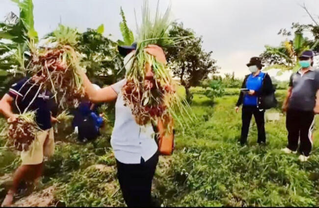 panen bawang