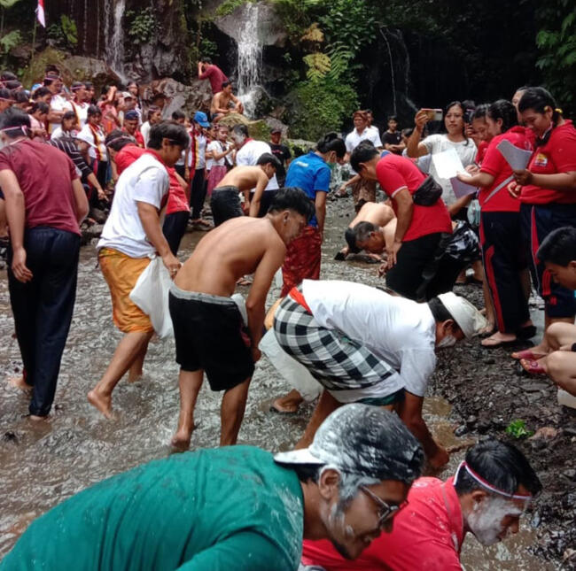 tangkap belut