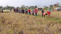 meninggal di sawah