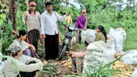 panen jagung