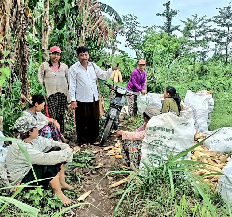 panen jagung