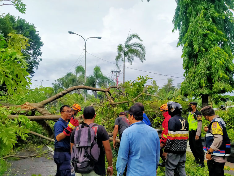 pohon tumbang1