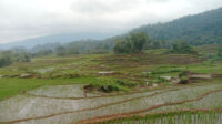 sawah manggarai