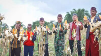 panen jagung