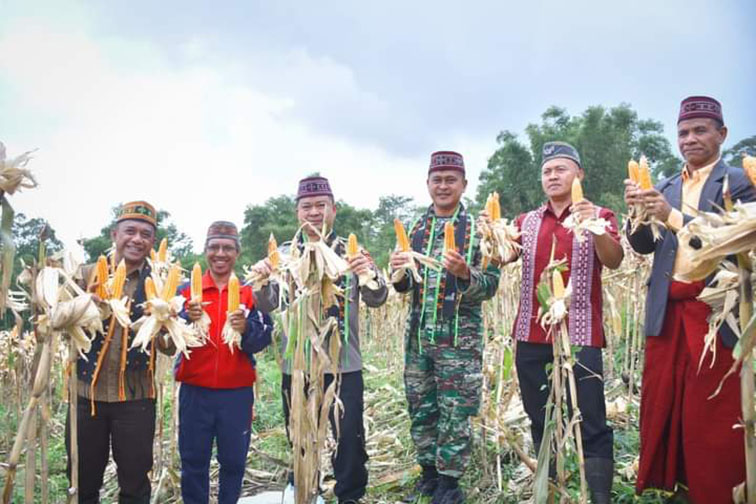 panen jagung