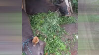 sapi mati