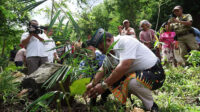 anakan bambu