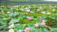 danau teratai