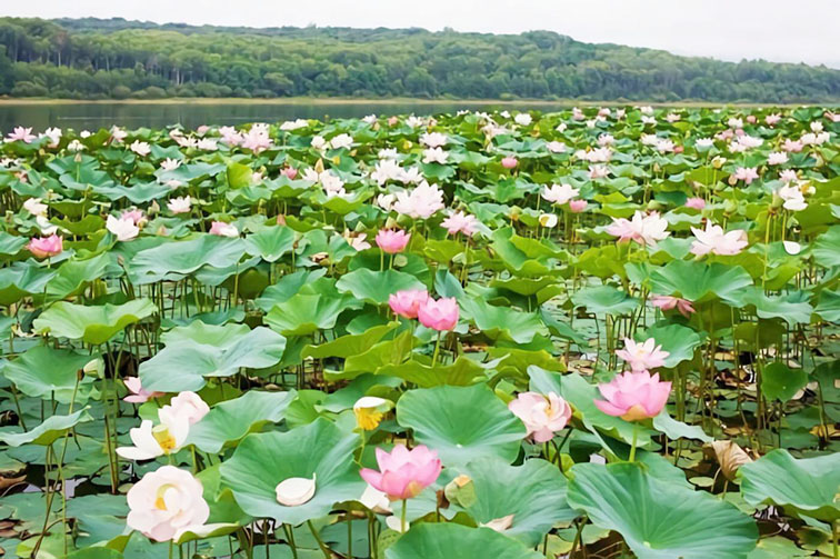 danau teratai