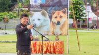 anjing kintamani1