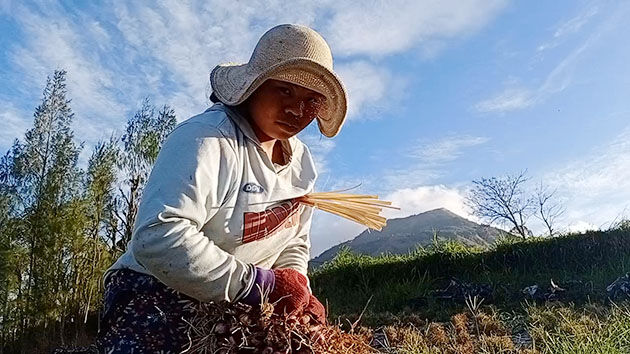 petani bawang