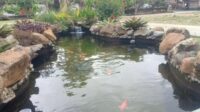 kolam ikan koi